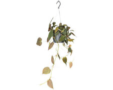 Kletternder Baumfreund Ampel