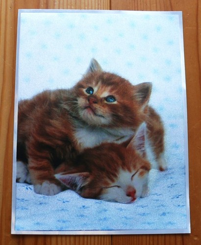 Alu bild katzen baby 16x21 - baby,