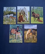 5 AK Pferdepostkarten Pony, Welsh Mountain, Connemara, Waliser Bergpferde, Horse