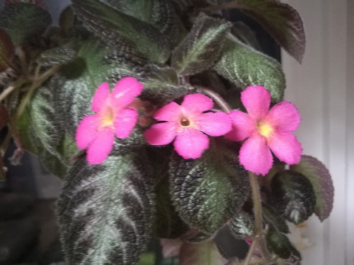 Episcia pink panther - episcia,