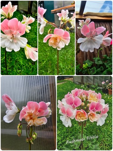 Pelargonie hybrid zonartic - pelargonie,