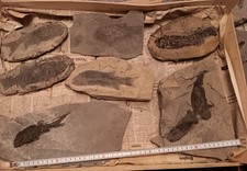 Kiste Mit Fisch Fossilien