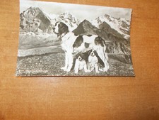 AK BERNHARDINER MIT 2 WELPEN /