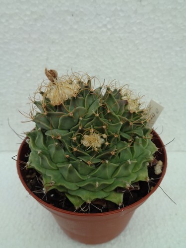 Obregonia denegrii 8cm - , we