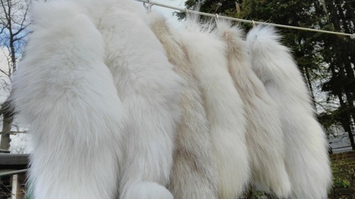 Fuchsschwanz fuchs schwanz - fuchsschwanz,