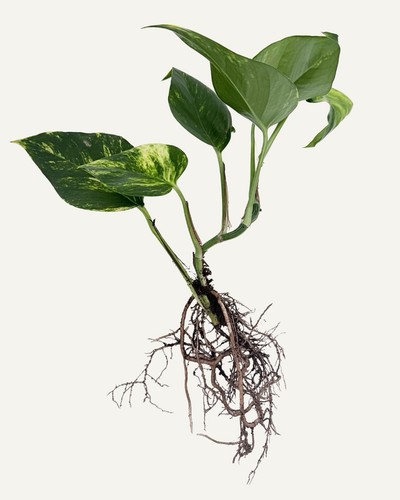 Efeutute aureum ableger - aureum,