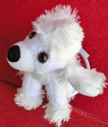 The dog pudel - the,