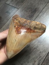 Megalodon Zahn, 12,5 cm , 165