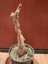 Cyphostemma currorii, sehr