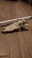Kaiman Krokodil Reblik Schädel KUNSTHARZ Lebensecht DEKO