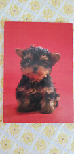 Hund AK, ungelaufen, Yorkshire Terrier Welpe (?), Langs Color Meisterbild