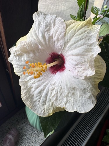 Hibiskus rosa sinensis - hibiskus, rosa-sinensis