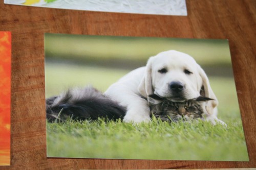 Hunde postkarte von poster xxl - von,