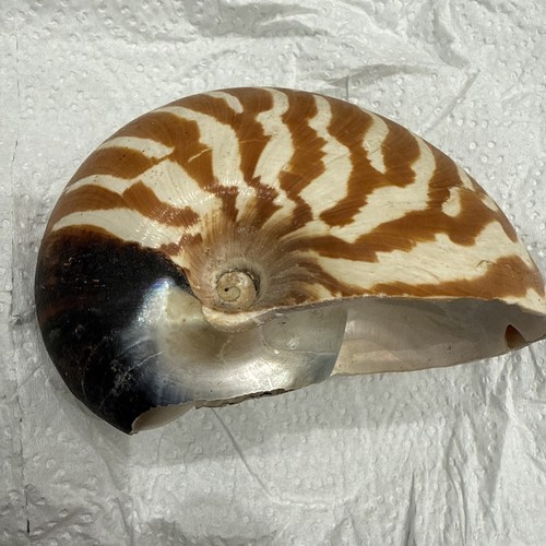 Echte meeresmuschel nautilus - meeresmuschel,