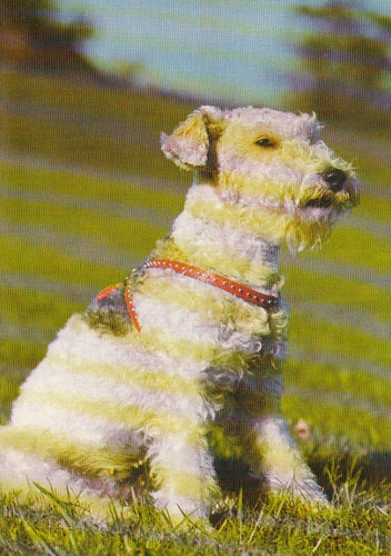 Fox terrier postkarte - fox, ***