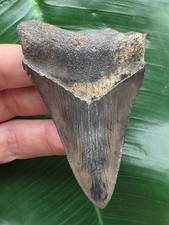 7,8 cm spitzer Zahn des