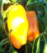 Riesen - PAPRIKA, gelb, super saftig, lecker,süß, Paprika, Chili, UNGARN 