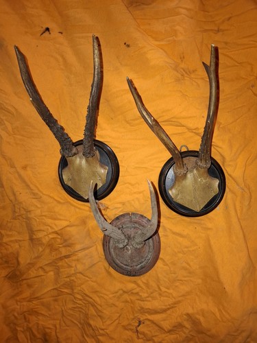 Rehbock gehörn rehgeweih - rehbock, gehörn,