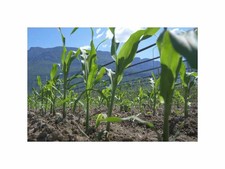 20x Pignolet - Polentamais Mais BIO Polenta Getreide Pflanzen - Samen A459