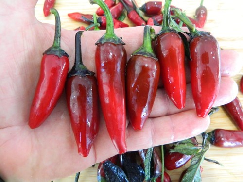 Graf dracula chili - chili,