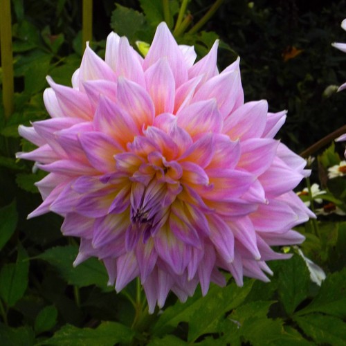 Dahlien - @,