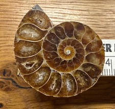 polierte Ammonite - geschliffenes Fossil von der ausgestorbenen Gruppe von Kopff