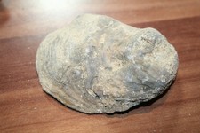 Versteinerte Auster / Muschel - 8 x 6 cm - Gewicht 54 g