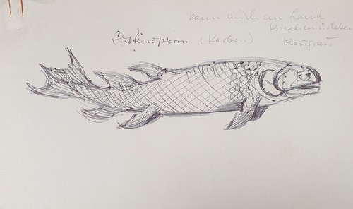 Zeichnung tierstudie fisch - zeichnung,
