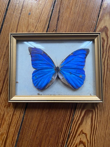 Blauer morpho schmetterling - blauer,