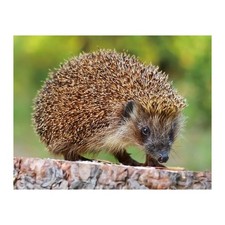 3D Magnet Tiere - Igel