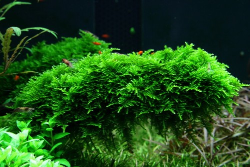 Aquarium pflanze vitro 1 - pflanze, in