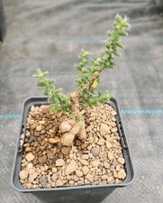 Trichodiadema bulbosum Caudex,  Kakteen, Sukkulenten, Rarität