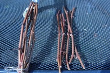 weinrebe weintraube stecklinge