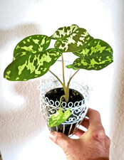 Colocasia esculenta "Hilo