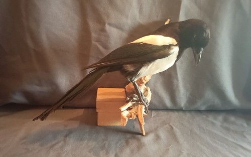 Tier vogel ausgestopft - vogel,