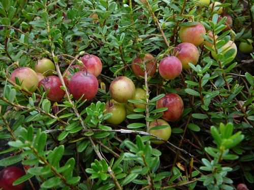 Vaccinium macrocarpon - , /
