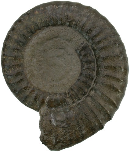Lias platypleuroceras - ,