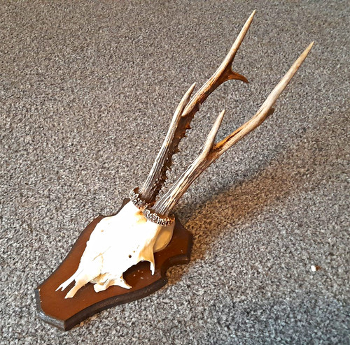 Rehbock geweih mit schädel - geweih,