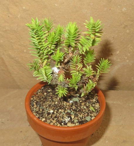 Crassula sarcocaulis