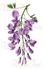 Glyzinie wisteria shabby