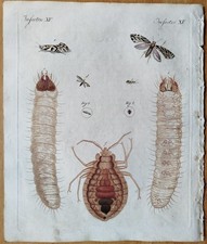 Cornworm Bug # Bertuch