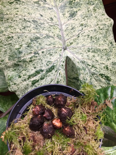 Alocasia macrorrhiza splash - macrorrhiza,
