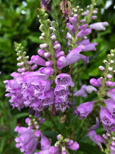 Blumensamen, GELENKBLUME rosa, mehrjärige Staude, juhuuBlumen
