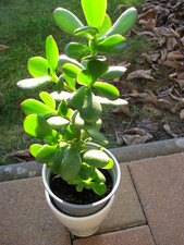 Geldbaum  Pfennigbaum