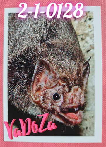Unsere erde vampirfledermaus - -,