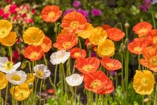 10000 Samen Islandmohn Mix