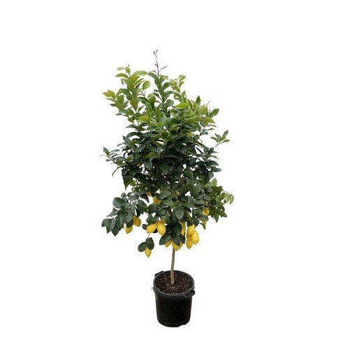 Orangenbaum citrus - orangenbaum,