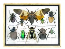 Einzelstück - echte