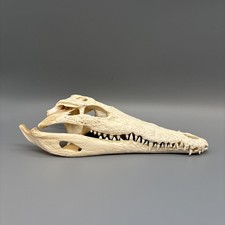 Original Krokodilschädel