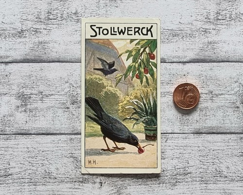 Amsel garten vogel harder - amsel,